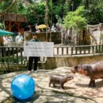 SUI meme $HIPPO enters into charity partnership with Moo Deng’s zoo